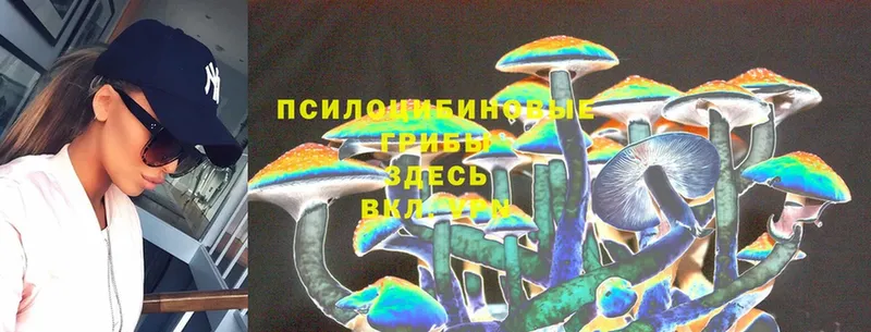 Псилоцибиновые грибы Psilocybe  Гулькевичи 